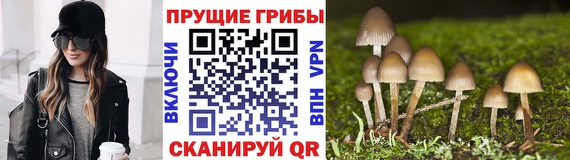 Галлюциногенные грибы GOLDEN TEACHER  где найти   Чёрмоз 